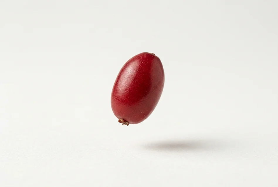 Phellodendron amurense